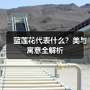 蓝莲花代表什么？美与寓意全解析（图1）