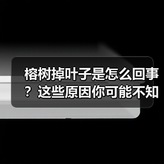 榕树掉叶子是怎么回事？这些原因你可能不知道（图4）