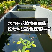 六月开花植物有哪些？这七种超适合庭院种植（图1）