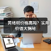 黄杨树价格高吗？实用价值大揭秘（图4）