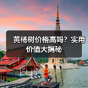黄杨树价格高吗？实用价值大揭秘（图3）