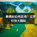 黄杨树价格高吗？实用价值大揭秘（图1）
