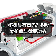 榕树果有毒吗？揭秘三大价值与健康功效（图3）