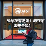 绣球花有毒吗？养在家里安全吗？