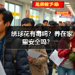 绣球花有毒吗？养在家里安全吗？（图4）