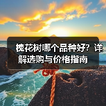 槐花树哪个品种好？详解选购与价格指南（图2）