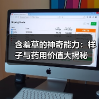 含羞草的神奇能力：样子与药用价值大揭秘（图3）