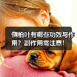 侧柏叶有哪些功效与作用？副作用需注意！（图3）