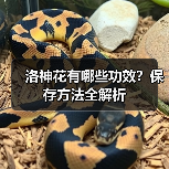 洛神花有哪些功效？保存方法全解析（图3）
