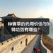 神香草的药用价值与独特功效有哪些?(图3) 神香草的药用价值与独特功效有哪些?(图3)