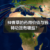 神香草的药用价值与独特功效有哪些?(图2) 神香草的药用价值与独特功效有哪些?(图2)