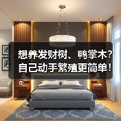 想养发财树、鸭掌木?自己动手繁殖更简单!(图2) 想养发财树、鸭掌木?自己动手繁殖更简单!(图2)