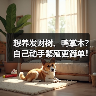 想养发财树、鸭掌木?自己动手繁殖更简单!(图4) 想养发财树、鸭掌木?自己动手繁殖更简单!(图4)