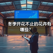 冬季开花不止的花卉有哪些?(图4) 冬季开花不止的花卉有哪些?(图4)