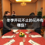 冬季开花不止的花卉有哪些?(图3) 冬季开花不止的花卉有哪些?(图3)