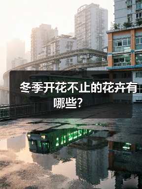 冬季开花不止的花卉有哪些?(图1) 冬季开花不止的花卉有哪些?(图1)