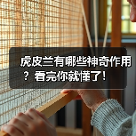 虎皮兰有哪些神奇作用？看完你就懂了！（图3）