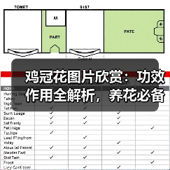 鸡冠花图片欣赏：功效作用全解析，养花必备指南（图2）