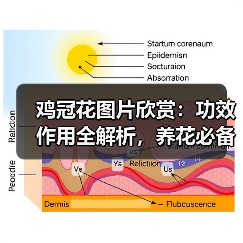 鸡冠花图片欣赏：功效作用全解析，养花必备指南（图3）
