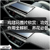 鸡冠花图片欣赏：功效作用全解析，养花必备指南（图1）