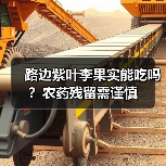 路边紫叶李果实能吃吗？农药残留需谨慎（图4）