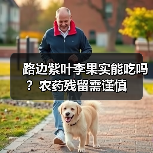 路边紫叶李果实能吃吗？农药残留需谨慎（图3）