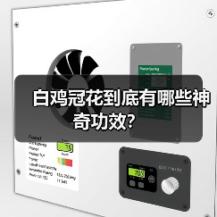 白鸡冠花到底有哪些神奇功效？（图4）