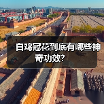 白鸡冠花到底有哪些神奇功效？（图3）