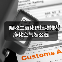 吸收二氧化硫植物推荐 净化空气怎么选(图4) 吸收二氧化硫植物推荐 净化空气怎么选(图4)