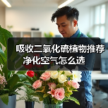 吸收二氧化硫植物推荐 净化空气怎么选(图2) 吸收二氧化硫植物推荐 净化空气怎么选(图2)