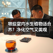 哪些室内水生植物适合养？净化空气又美观（图3）