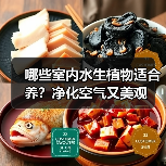 哪些室内水生植物适合养？净化空气又美观（图2）
