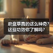 磨盘草真的这么神奇？这些功效你了解吗？（图2）