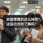 磨盘草真的这么神奇？这些功效你了解吗？（图1）