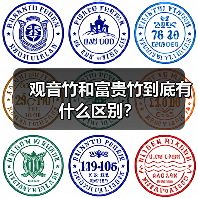 观音竹和富贵竹到底有什么区别？（图3）