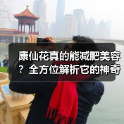 康仙花真的能减肥美容？全方位解析它的神奇功效（图1）
