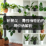 断肠花：毒性植物的药用价值解析（图1）