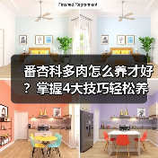 番杏科多肉怎么养才好？掌握4大技巧轻松养护（图4）