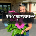麝香石竹的主要价值解析（图4）