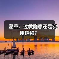 葛草：过敏隐患还是实用植物？（图4）