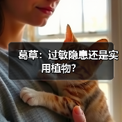 葛草：过敏隐患还是实用植物？（图2）