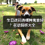 生日送花选哪种寓意好？花语解析大全（图1）