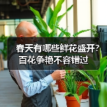 春天有哪些鲜花盛开？百花争艳不容错过（图4）