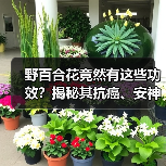 野百合花竟然有这些功效？揭秘其抗癌、安神等5大作用（图1）