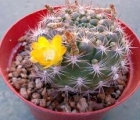 花笠丸