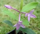 芜花