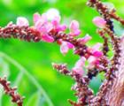 干花豆