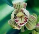 金荷 金荷