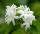 毛茉莉