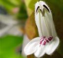 虾衣花